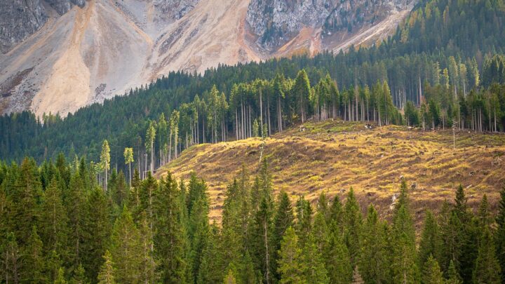 foresta di pini