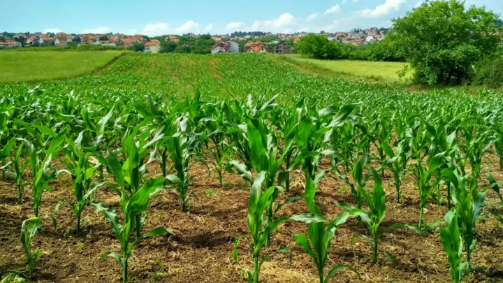 Economia Circolare e Agricoltura Sostenibile in Italia