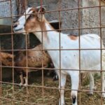 agriturismo La Chiana