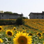 agriturismo Podere Casenove